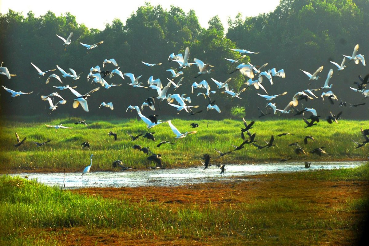 Il est facile d'apercevoir divers oiseaux dans le parc national de Tram Chim 