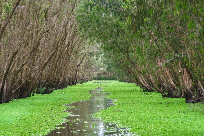 forêt inondée Tra Su