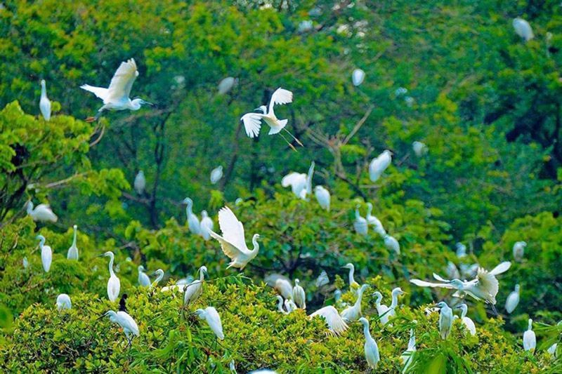 ¿Qué hacer en Ninh Binh? Jardín de aves Thung Nham, Ninh Binh (Fuente: Vnexpress)
