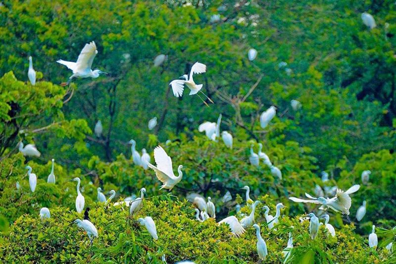 Le jardin aux oiseaux de Thung Nham, Ninh Binh
