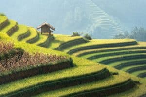 riziere en terrasse à mu cang chai