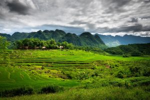 rizières à Pu Luong