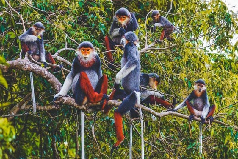 ¿Qué hacer en Ninh Binh? 
Visita el Parque Nacional Cuc Phuong (Fuente: Le Journal Phap Luat)