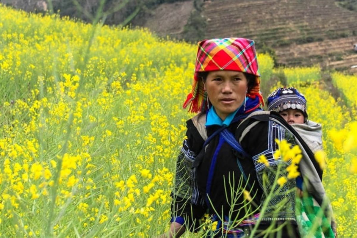 Champ de fleurs de canola au Mu Cang Chai 