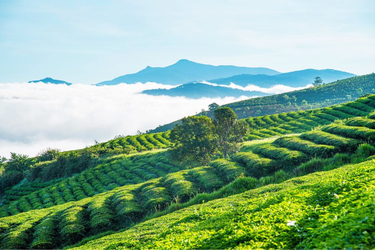 Colline de thé de Tam Chau - Un belle image de la nature