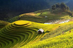 Mu Cang Chai