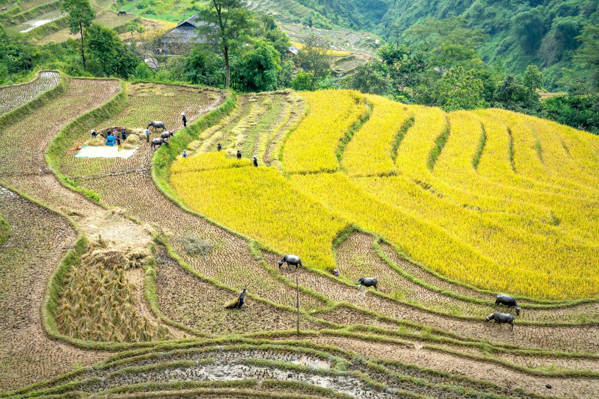 Mu Cang Chai: durante la temporada de cosecha