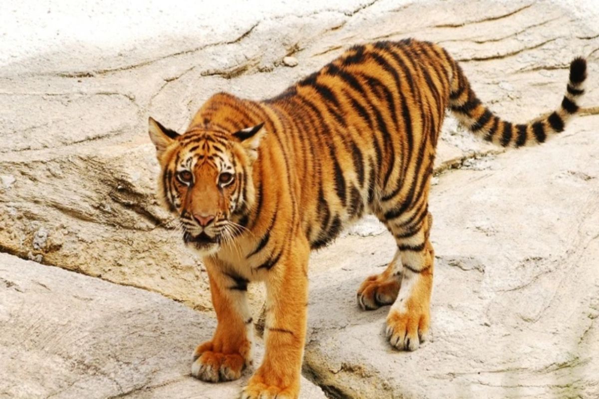 La nature sauvage - le tigre d'Indochine au parc national Chu Mom Ray