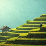 Rizière en terrasse pendant la saison des pluies au Vietnam du Nord