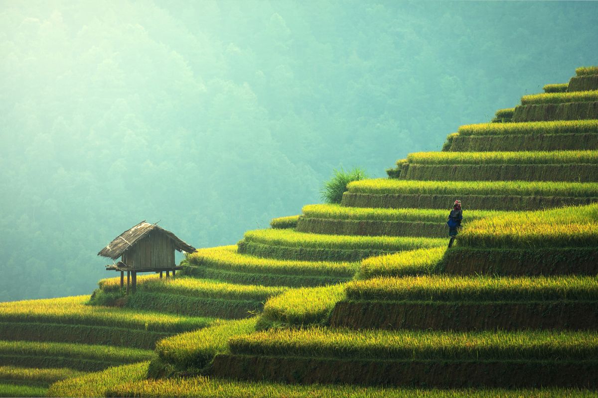 Rizière en terrasse pendant la saison des pluies au Vietnam du Nord