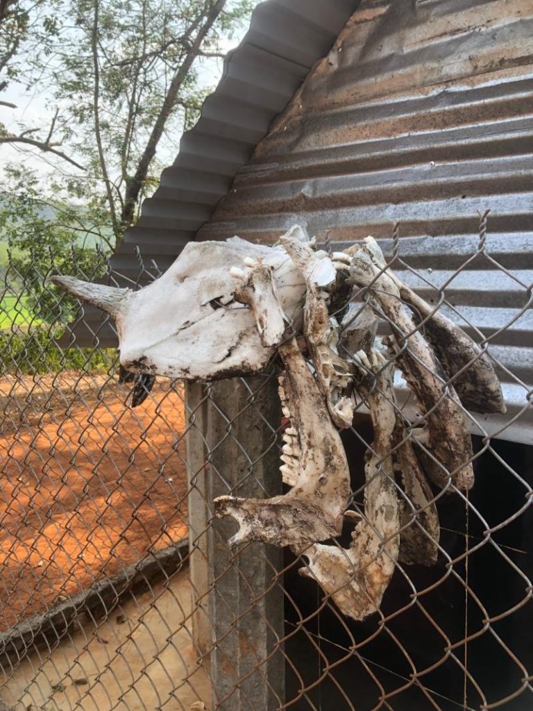 L'os d'animaux ayant été sacrifiés dans la ceremonie de l'abandon de la tombe 