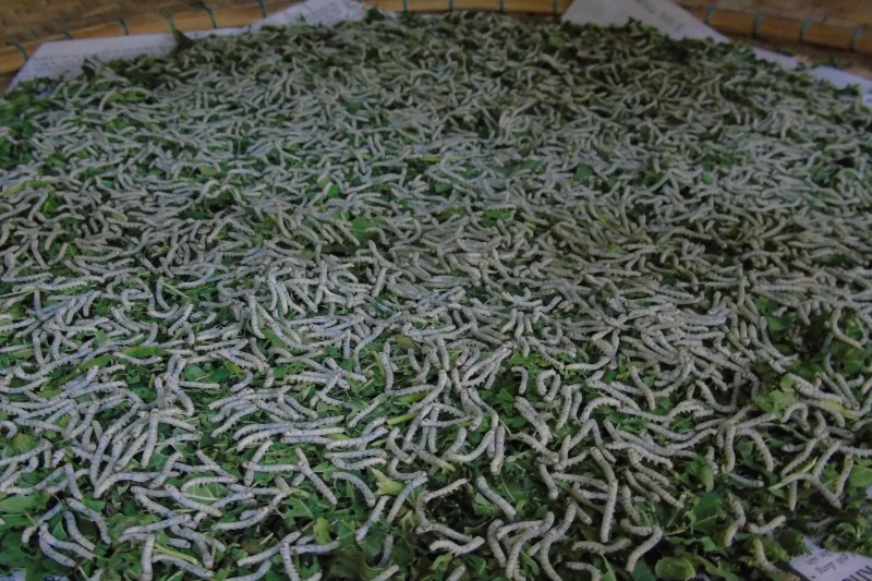 Première étape soie vietnamienne L'élevage des vers de soie