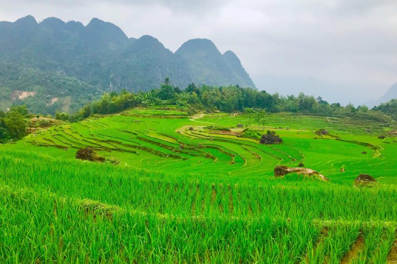 Pu Luong est la plus grande réserve naturelle du nord du Vietnam.