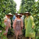 Visiter la ferme de poivre à Phu Quoc
