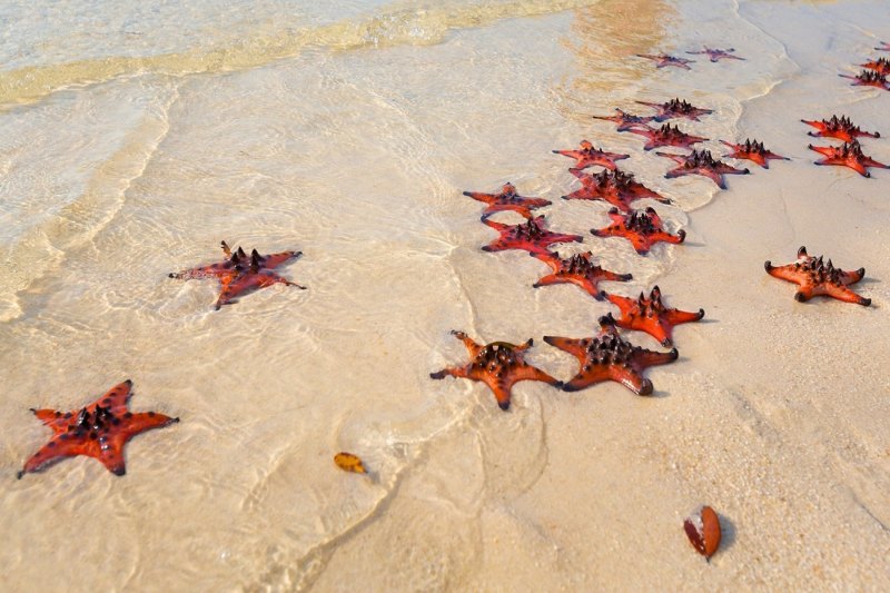 Ver las estrellas de mar en la playa de las estrellas de mar (Bai Sao) 
