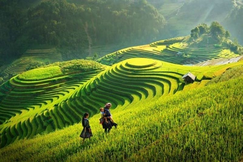 Explorez l'activité incontournable au Vietnam parmi les majestueuses rizières de Sa Pa. Un paysage époustouflant au cœur des montagnes du nord, offrant une expérience visuelle et culturelle inoubliable.