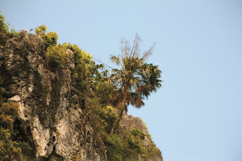 le palmier à la baie d'Ha Long