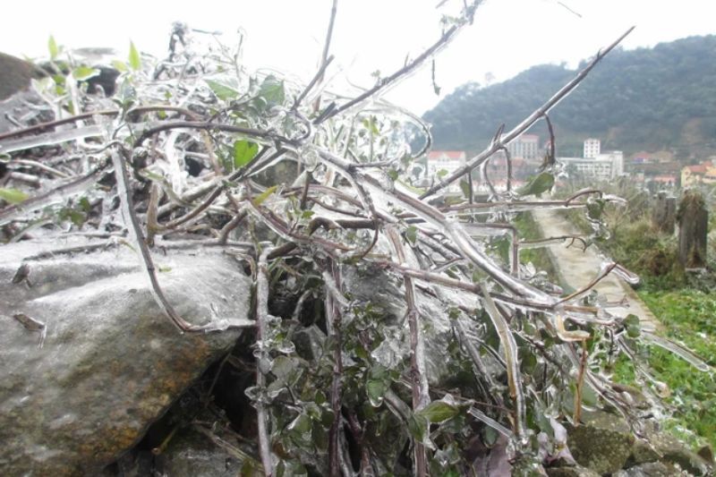 Las plantas se congelan cuando baja la temperatura (fuente: vietnamplus.vn)