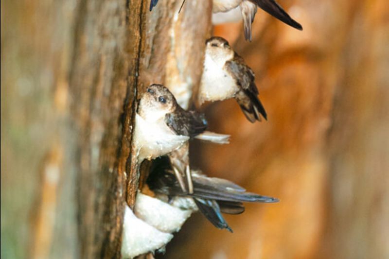 fuente de la foto del nido de golondrina yen sao khanh hoa