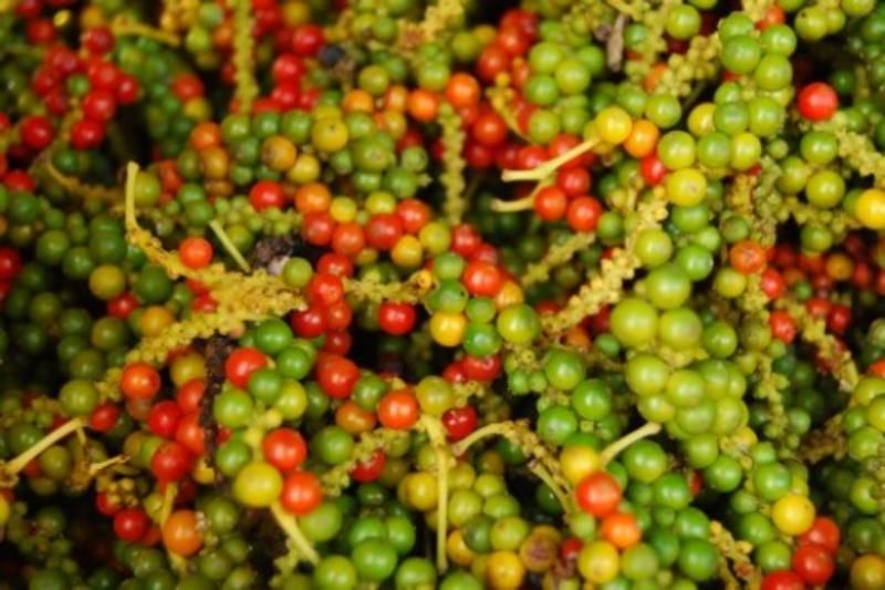 poivre rouge phu quoc - source đac san mien tay