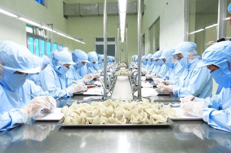 production du nid d'hirondelle