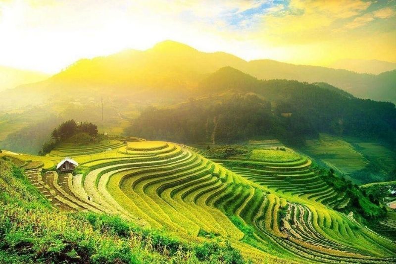 Campos de arroz Vietnam de Hoàng Su Phì (fuente: vietnamplus.vn)