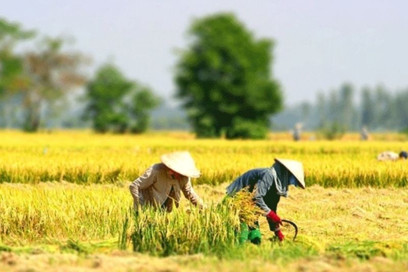 récolte de riz, saison de la moisson