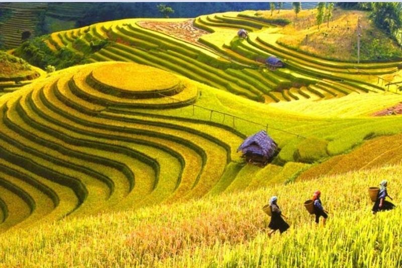 Cosecha en Vietnam en las montañas de Sapa.Campo de arroz en Sapa (fuente: lecourrier.vn)