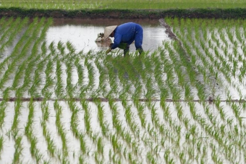 Cosecha de arroz durante el período monzónico en Vietnam (fuente: francophonie.org)