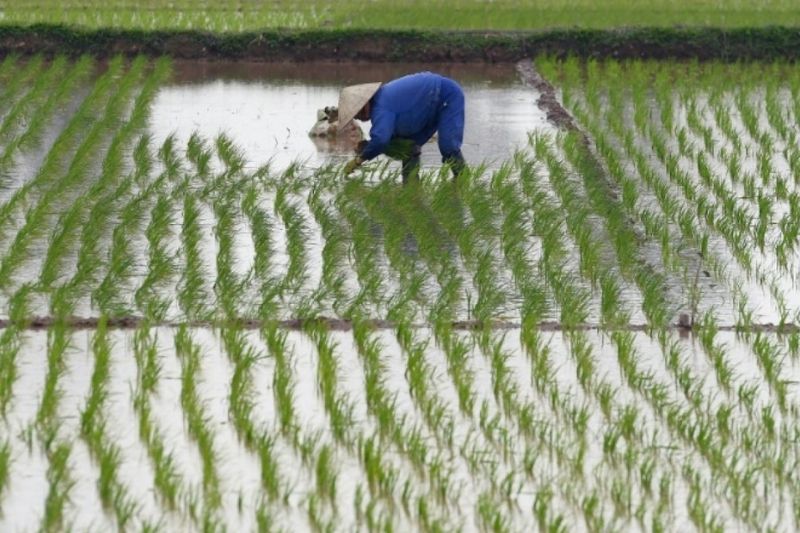 récolte du riz pendant la période de la mousson au Vietnam