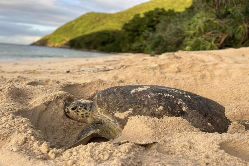 El viaje a Con Dao y el encuentro con las tortugas