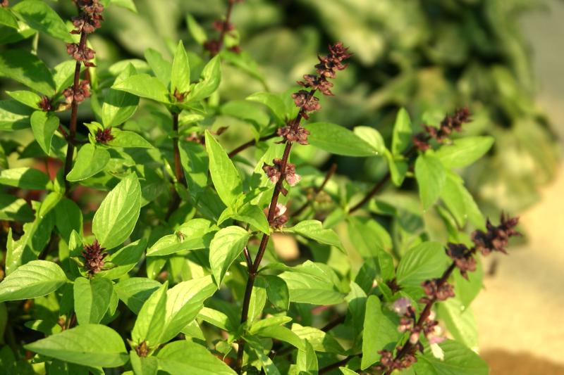 les basilics - une herbe aux saveurs prononcées (1)