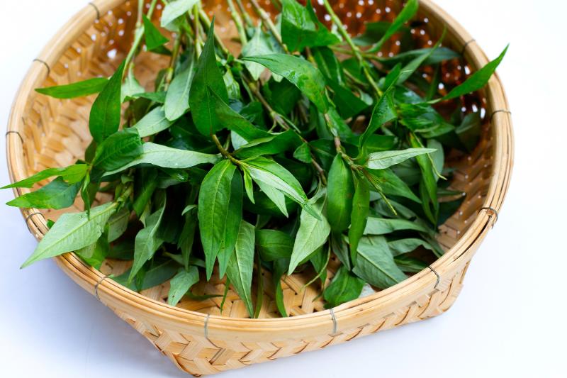 les feuilles de laksa (rau răm) est caractérisé par ses feuilles longues et petites (1)