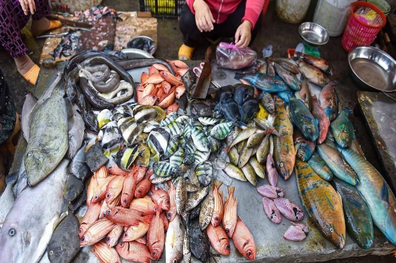 Mariscos frescos y variados en la lonja de pescado de lý sơn (Fuente: Vinwonder)