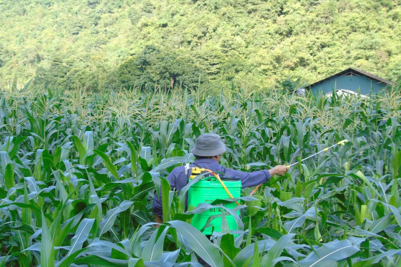 l'homme est en train de s'occuper du jardin de maïs de sa maison