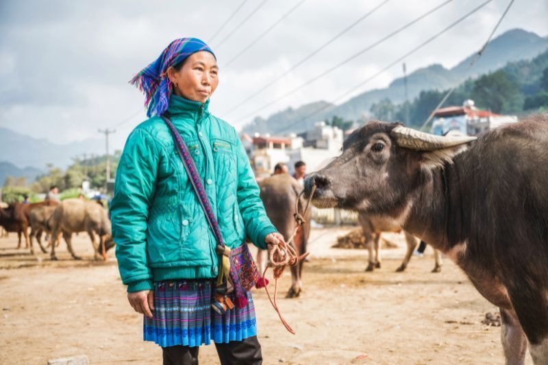 mercado de animales en bac ha