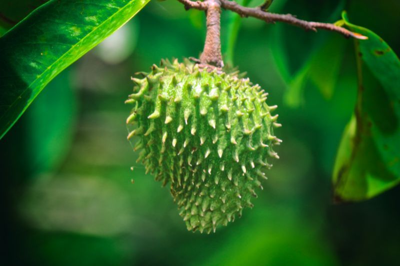 corossol fruit vietnam