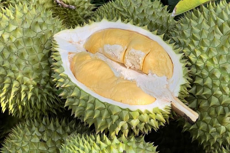 Durian sigue en la lista de frutas exóticas de Vietnam (Fuente: Vnexpress)