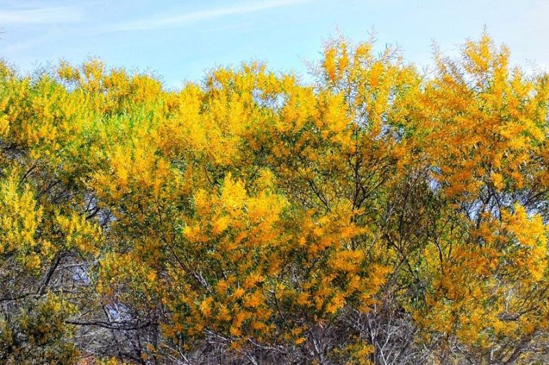 forêt de feuilles d’acacia de phan thiet