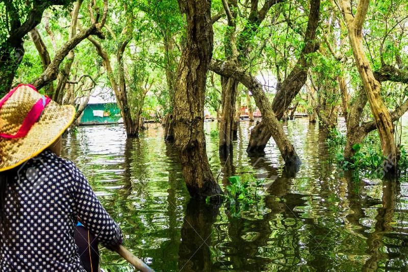 bosque de manglares inundados sobre el tonlé savia (Fuente: 123RF)