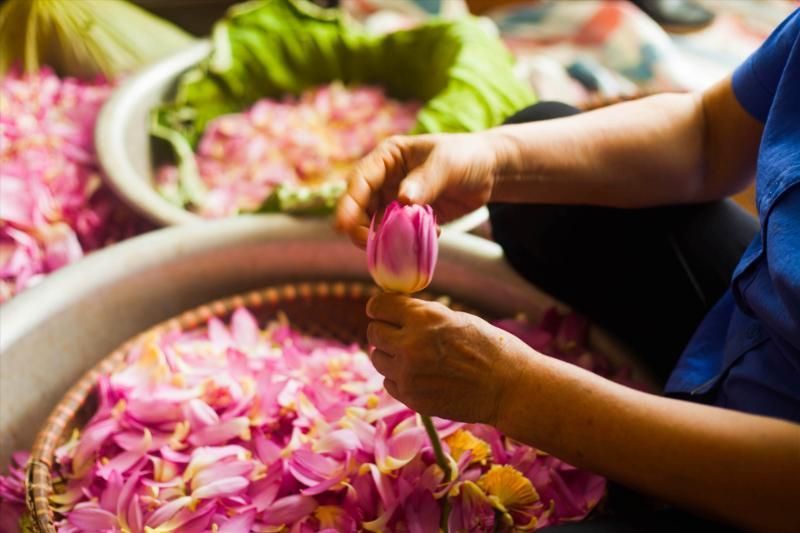 Hacer té de loto es una forma que tienen los habitantes de Hanoi de preservar la cultura tradicional (Fuente: Bao Lao Dong)