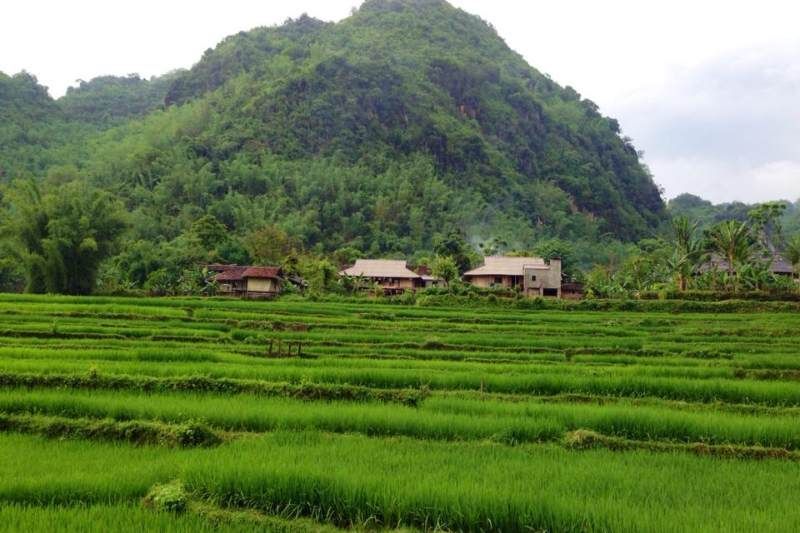 Campo de arroz en Muong Thanh Dien Bien. Fuente: guía francófono Boom Huy