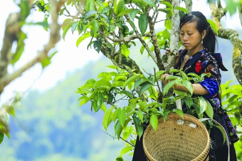 Té shan tuyet dien bien. Fuente: baodantoc