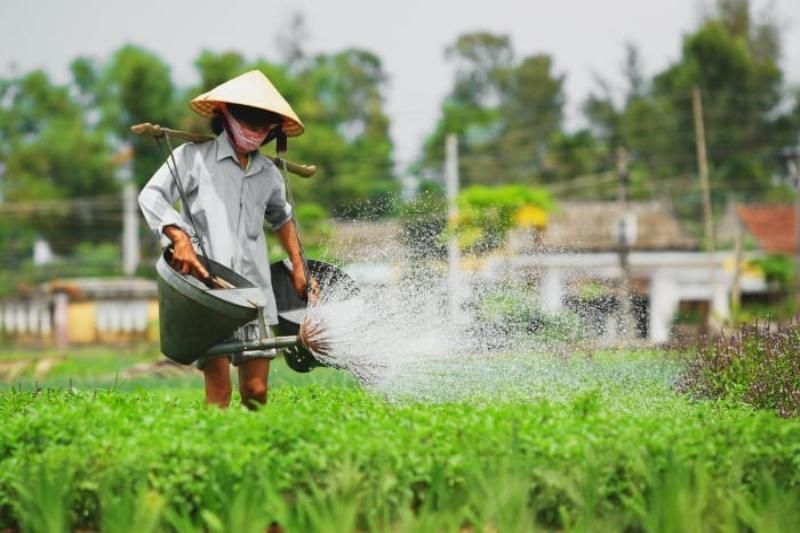 La belleza trabajadora en Tra Que Vegetal Villages, Hoi An (Fuente: Vinwonder)