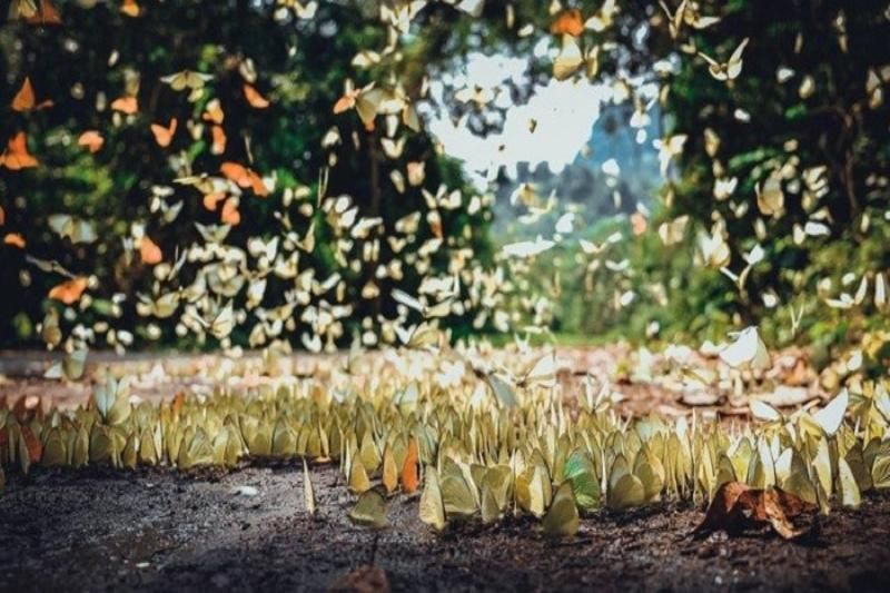 Mariposas en el parque nacional de cuc phuong (Fuente: So tai nguyen moi truong Ninh Binh)