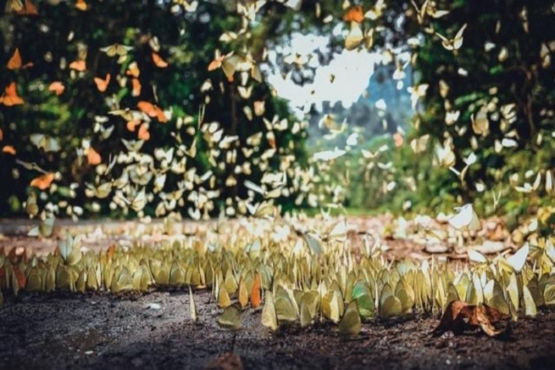 les papillons dans le parc national de cuc phuong (1)