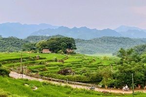 lu luông (1)