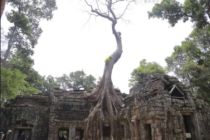 ta prohm cambodge