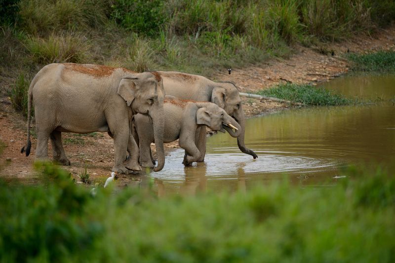 éléphants au cambodge