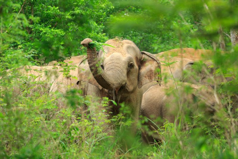 éléphants au cambodge